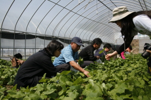 곰취,강원도 양구군,지역특산물