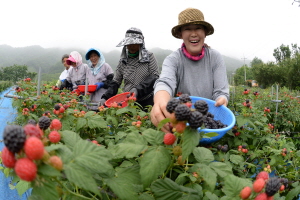 거창 복분자,경상남도 거창군,지역특산물